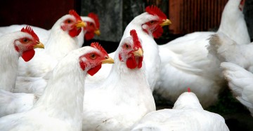Dificuldades, expectativas e atual situação do setor avícola em Pernambuco