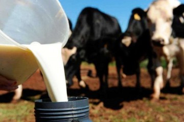 Produtores de leite poderão ter desconto na conta de energia