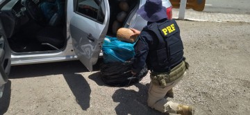 Polícia Rodoviária Federal apreende 100 kg de maconha no município de Sertânia