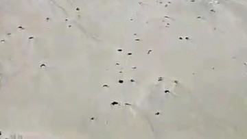 Manchas de óleo fragmentadas chegam em praia de Ipojuca, no Litoral Sul