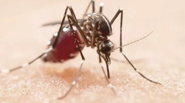Anvisa analisa pedido de registro de vacina contra dengue