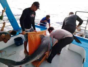 Pernambuco acompanha incidentes, mas não investe em pesquisa e monitoramento de tubarões no Estado desde 2014