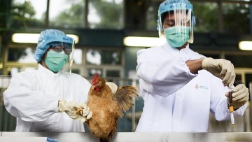 Gripe aviária leva Brasil a decretar emergência zoossanitária; três casos já foram confirmados