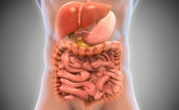 Alimentação e fatores que contribuem com o bom funcionamento intestinal 
