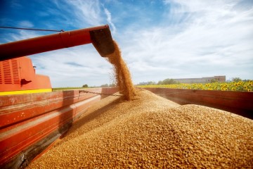 Produção de grãos crescerá cerca de 27% nos próximos dez anos