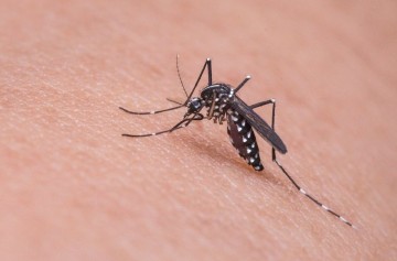 Arboviroses: casos de chikungunya tem aumento de 469% em Pernambuco