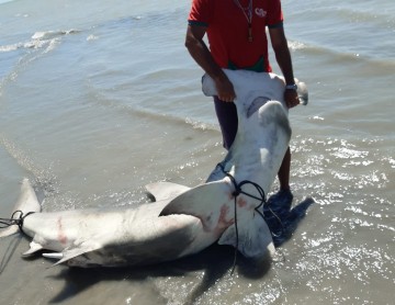 Tubarão-martelo é localizado na praia de Maria Farinha