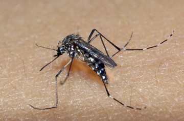 Recife tem oito bairros com grandes riscos de infestação pelo Aedes aegypti