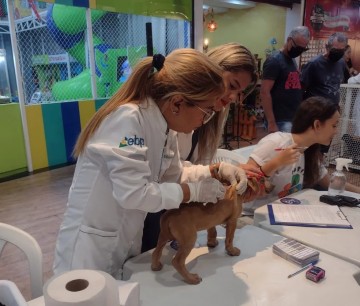 Ação de Vacinação Antirrábica Gratuita para Cães e Gatos em Caruaru