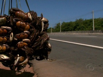 Captura do caranguejo-uçá está proibida em Pernambuco e mais 11 estados