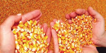 Agricultores do Sertão recebem 530 toneladas de sementes