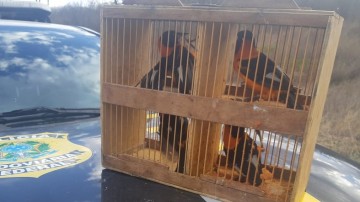 PRF apreende 20 pássaros silvestres, em Pesqueira, no Agreste de PE