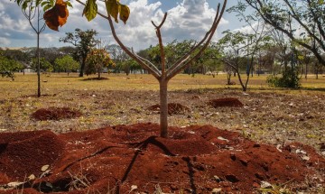 Brasil perdeu 16% de vegetação herbácea e arbustiva em 38 anos