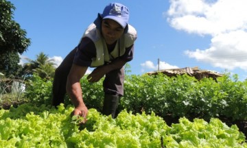 Governo estadual amplia isenção do ICMS sobre produtos da fruticultura