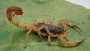 CBN Sustentabilidade: Cuidado com escorpiões