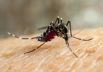 Primeira morte por dengue neste ano é confirmada em Pernambuco; mulher tinha 62  anos e comorbidades