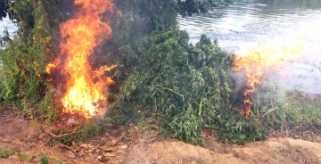 Plantio de maconha é destruído no Sertão de Pernambuco