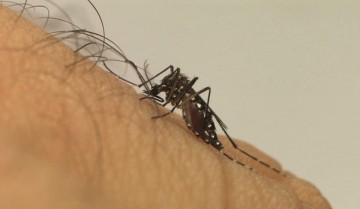 Aumenta em 63% casos de dengue em Pernambuco