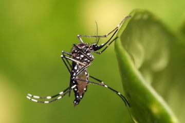 O período do verão se aproxima e com ele a dengue