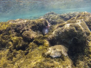 Branqueamento de corais avança no Nordeste, mostra pesquisa