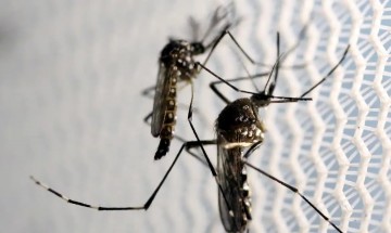Brasil tem quase 1 milhão de casos prováveis de dengue