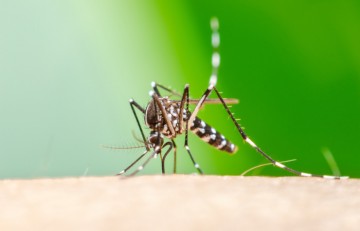 A relação entre as doenças reumatológicas e Chikungunya