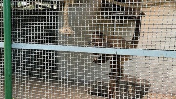 Macacos são retirados do Parque 13 de Maio