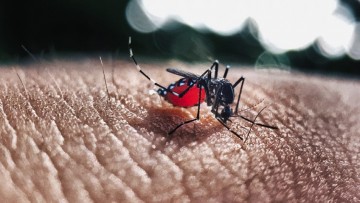 Em Pernambuco, casos de dengue mais que duplicam em um mês