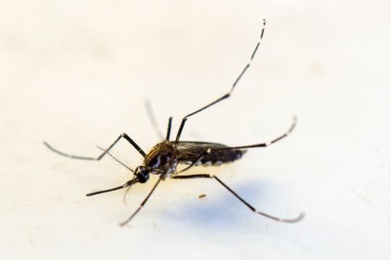 Nova vacina contra a dengue chega ao Brasil na próxima semana