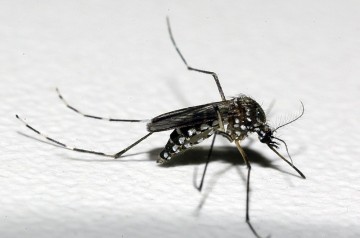 PE tem a primeira morte por chikungunia e casos de dengue avançam