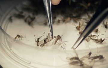 Aedes Aegypti: mosquitos estéreis são lançados no Recife