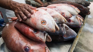 Projeto Pesca de Valor emite Selo de Segurança para Pescados da Colônia Z-10 em Itapissuma