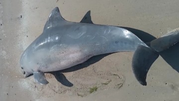 Boto-cinza é encontrado morto em praia do município de Paulista
