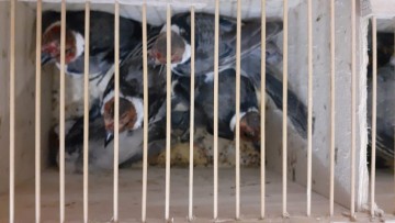 Casal é multado por transportar 151 pássaros silvestres 