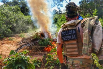 Operação erradica mais de 500 mil pés de maconha no Sertão pernambucano