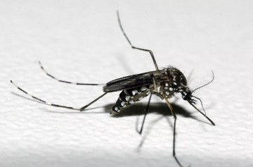 Bairros do Recife sofrem risco elevado de infestação do mosquito Aedes aegypti