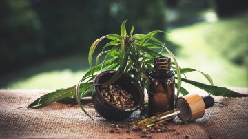 Alepe reconhece constitucionalidade do uso medicinal da cannabis sativa