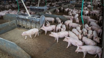 Abate de suínos e frangos cresceu no quarto trimestre de 2020