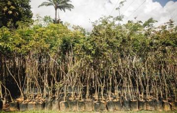 Jardim Botânico do Recife abre viveiro florestal para visitação neste domingo (4)