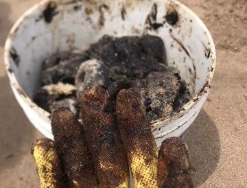 CPRH investiga novos fragmentos de óleo em praias pernambucanas