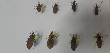 Secretária de Saúde investiga surto de doença de Chagas no Estado