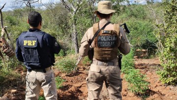 Polícia erradica 146,3 mil pés de maconha no Sertão de Pernambuco 