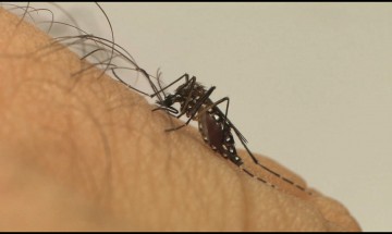 Exames de laboratórios privados indicam aumento de casos de dengue
