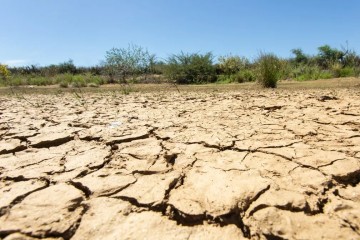 Desmatamento está afetando economicamente a Caatinga