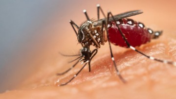 Pernambuco é um dos estados que pode ter surto de dengue em março de 2020