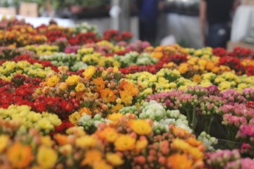 Dia das mães: data é a mais importante para o setor de flores 