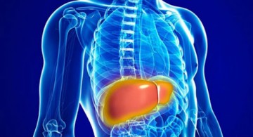 Gordura no fígado: estima-se que 30% da população apresenta o problema 