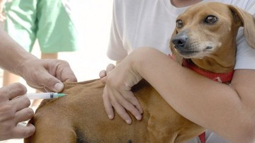Vacinação antirrábica em animais acontece de casa em casa este ano