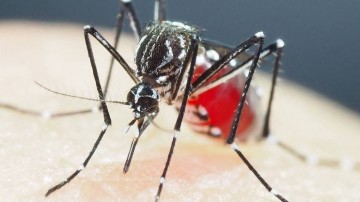 Casos de dengue em Pernambuco têm aumento de 600% em relação ao mesmo período em 2023