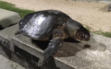 Tartaruga morta foi encontrada na praia de Boa Viagem, na Zona Sul do Recife